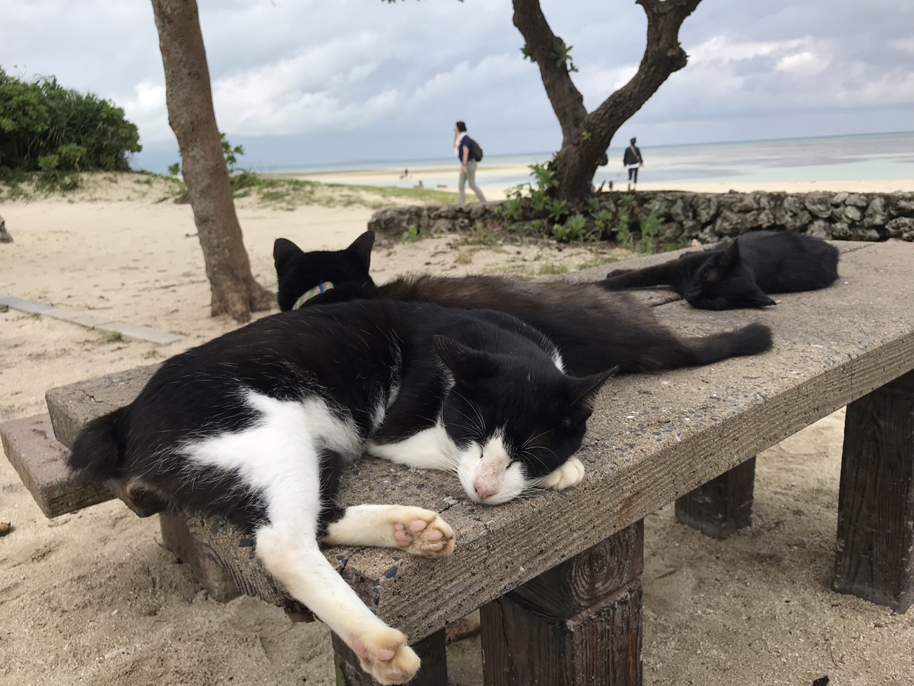コンドイビーチの猫　竹富島観光サイクリング