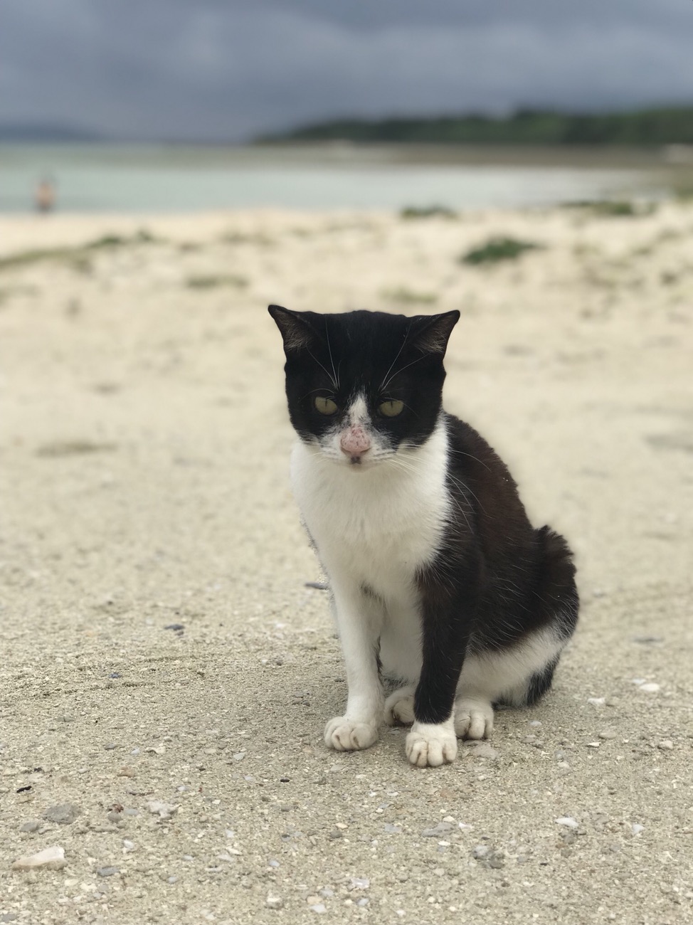 竹富島コンドイビーチでおすまし猫